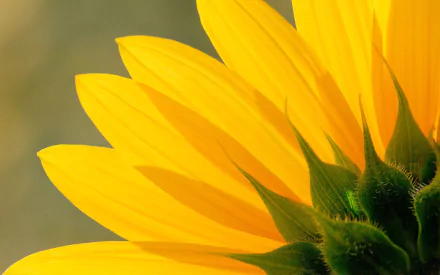 yellow flower nature sunflower HD Desktop Wallpaper | Background Image