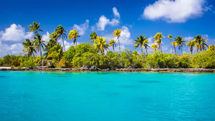 A vibrant tropical island scene featuring lush greenery and tall palm trees against a backdrop of crystal-clear turquoise water and a bright blue sky, suitable as a stunning 4K Ultra HD desktop wallpaper.