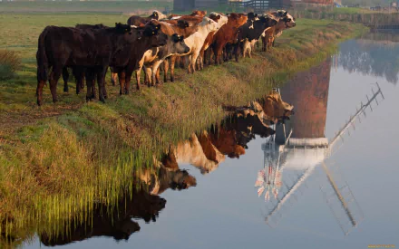 A herd of cows stands by a serene waterway, their reflections visible on the calm surface, set against a picturesque backdrop of fields and a windmill, making it a stunning HD desktop wallpaper.