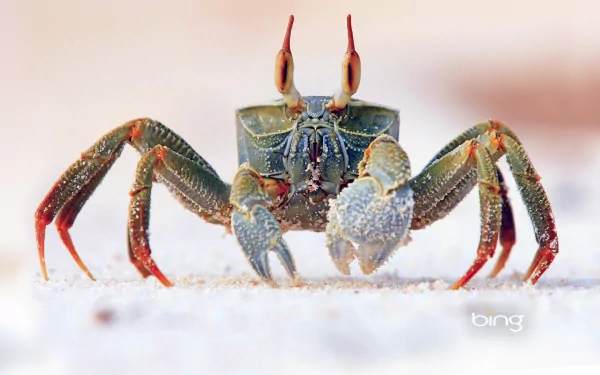 A close-up of a crab on sand, showcasing its intricate details and vibrant colors. This HD image serves as an eye-catching desktop wallpaper and background.