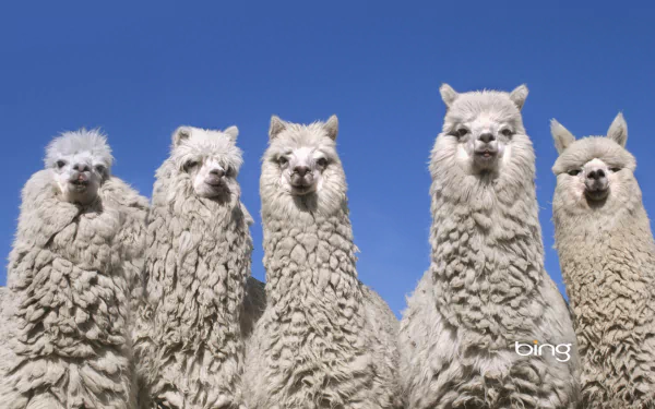 Animal alpaca HD Desktop Wallpaper | Background Image