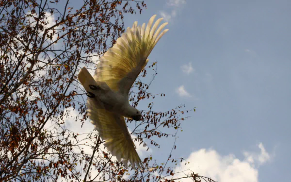 Animal Sulphur-crested cockatoo HD Desktop Wallpaper | Background Image