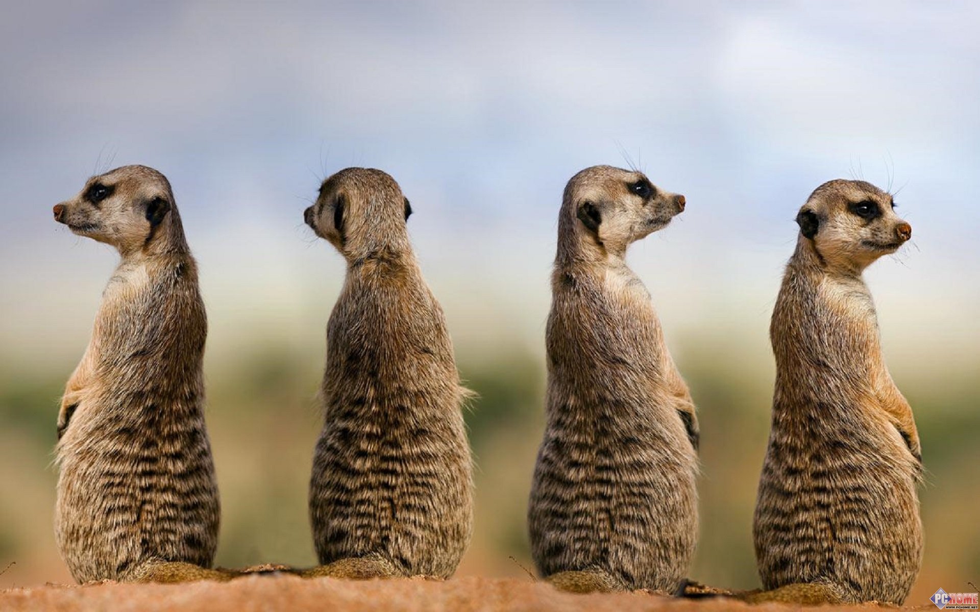 Top Meerkat Hd Wallpaper The ultimate guide | quotesgram2