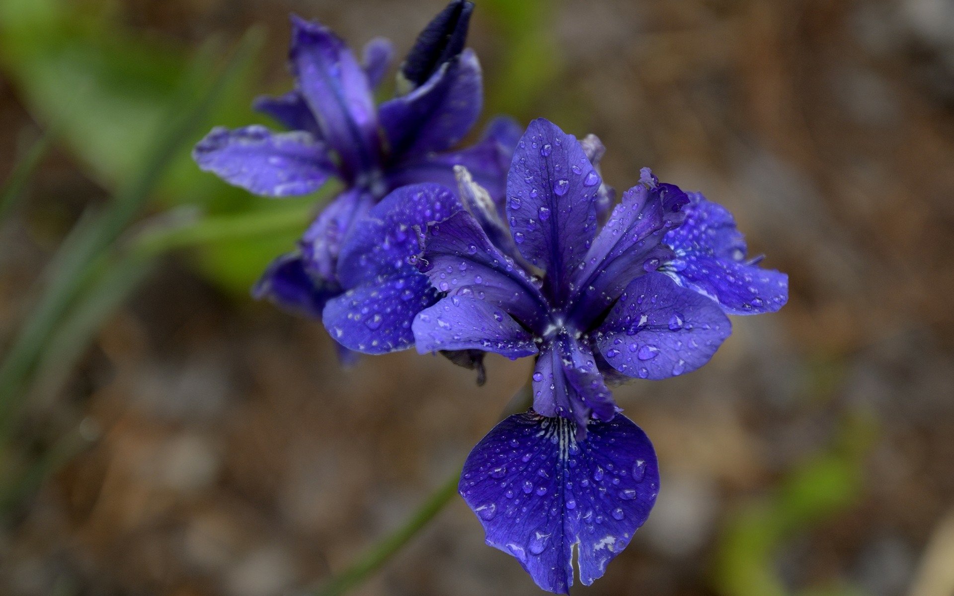 Iris HD Wallpaper by StraightRazR100