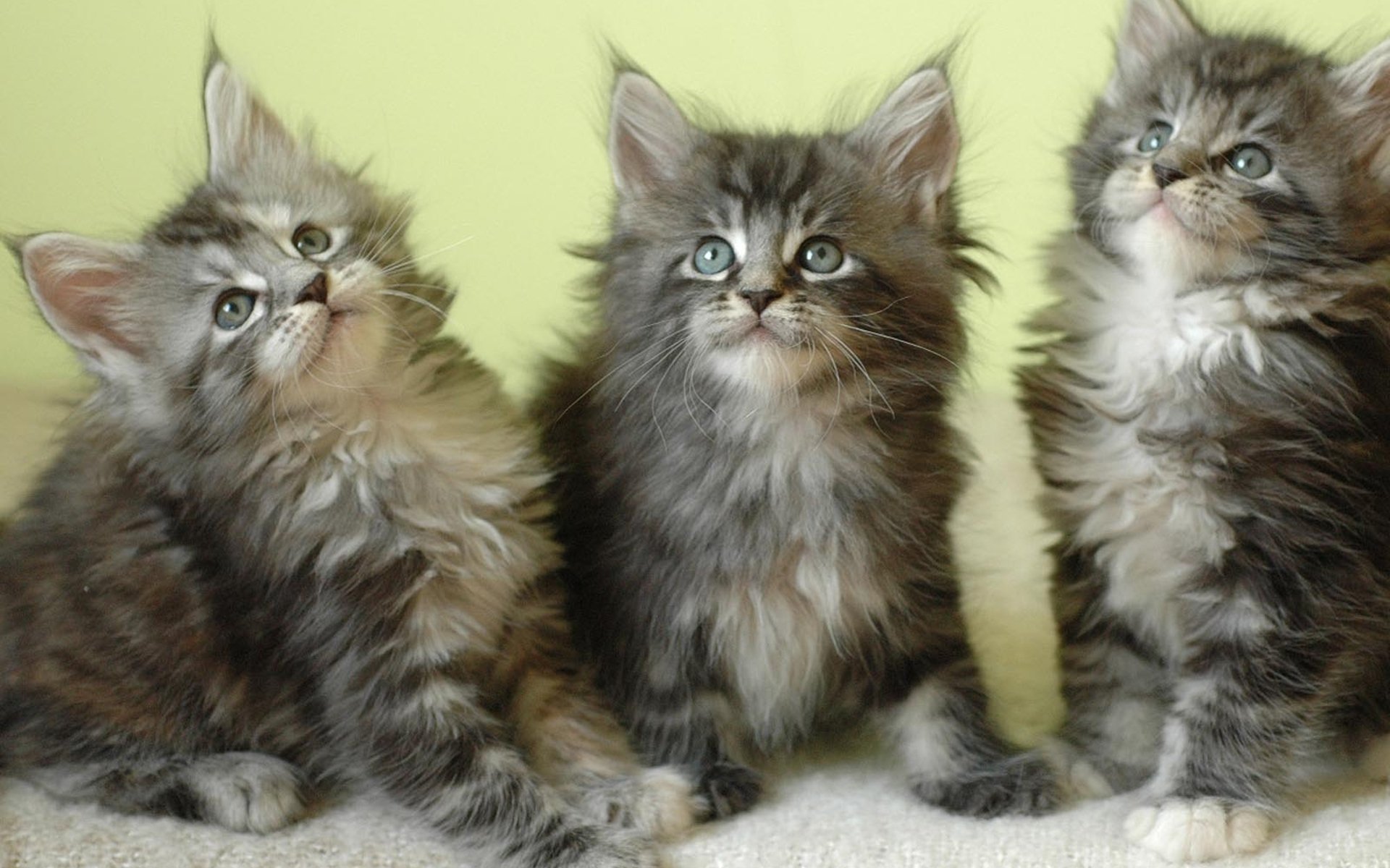HD PC desktop wallpaper featuring three fluffy tabby kittens with expressive eyes against a soft yellow background.