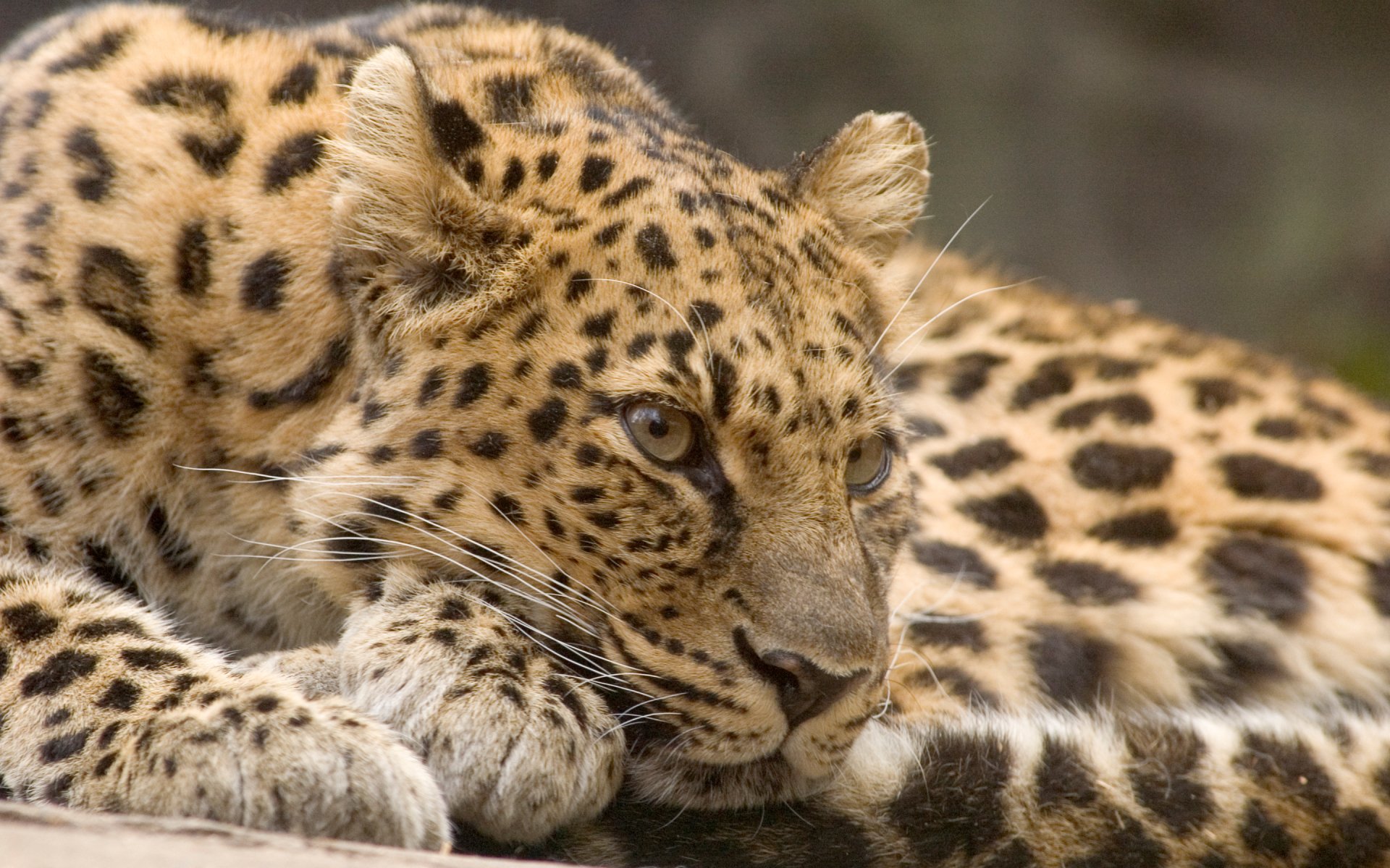 Download Animal Leopard HD Wallpaper