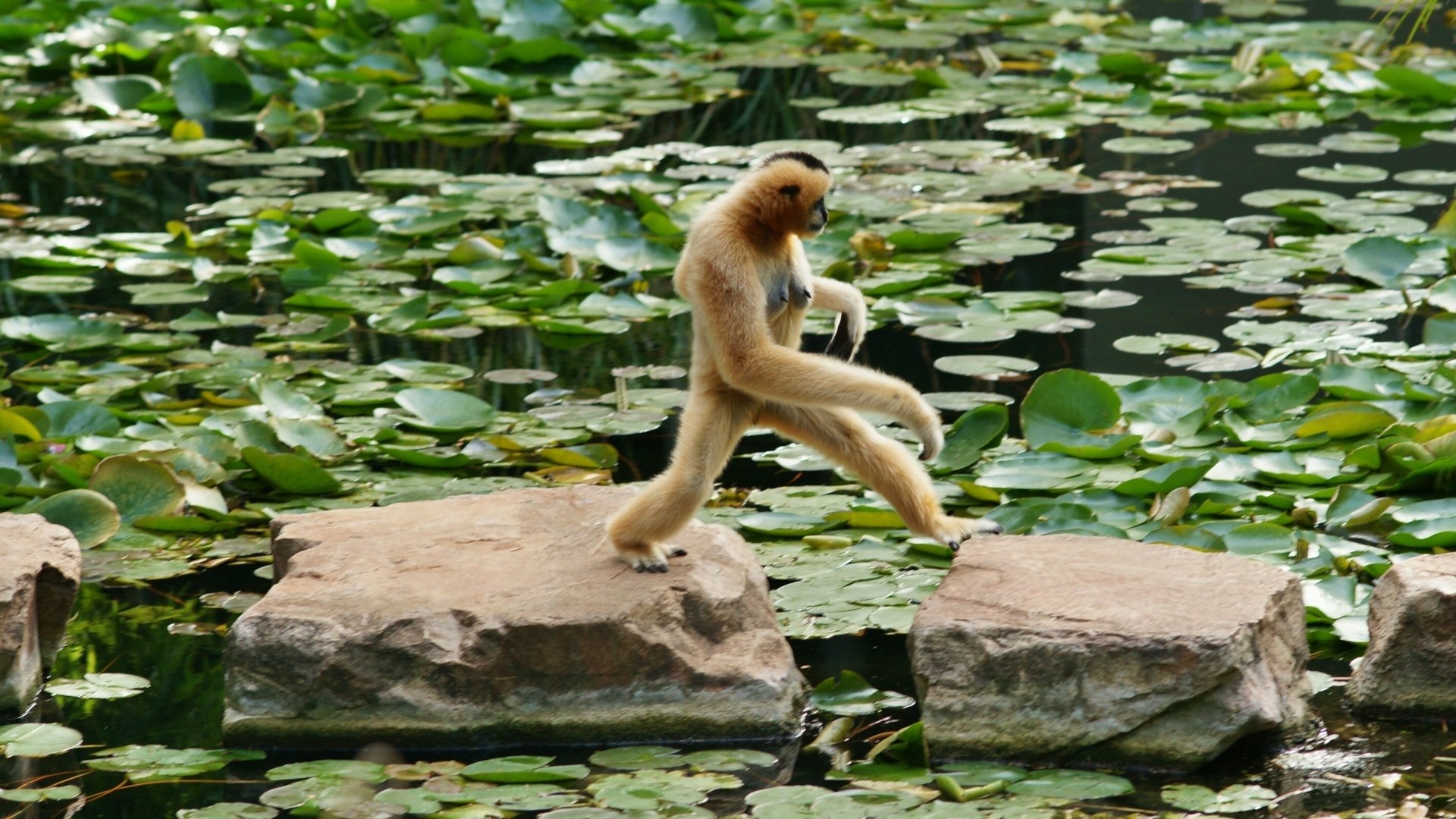 Download Animal Monkey HD Wallpaper