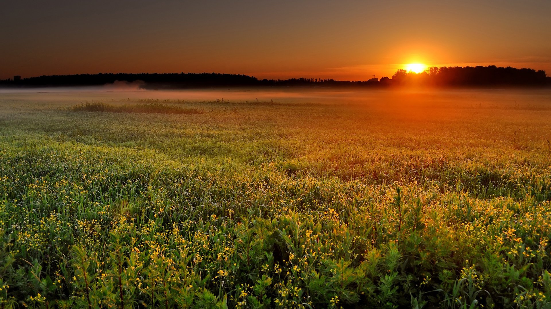 HD PC desktop wallpaper showing a serene nature scene with a golden sunrise over a misty field of wildflowers.