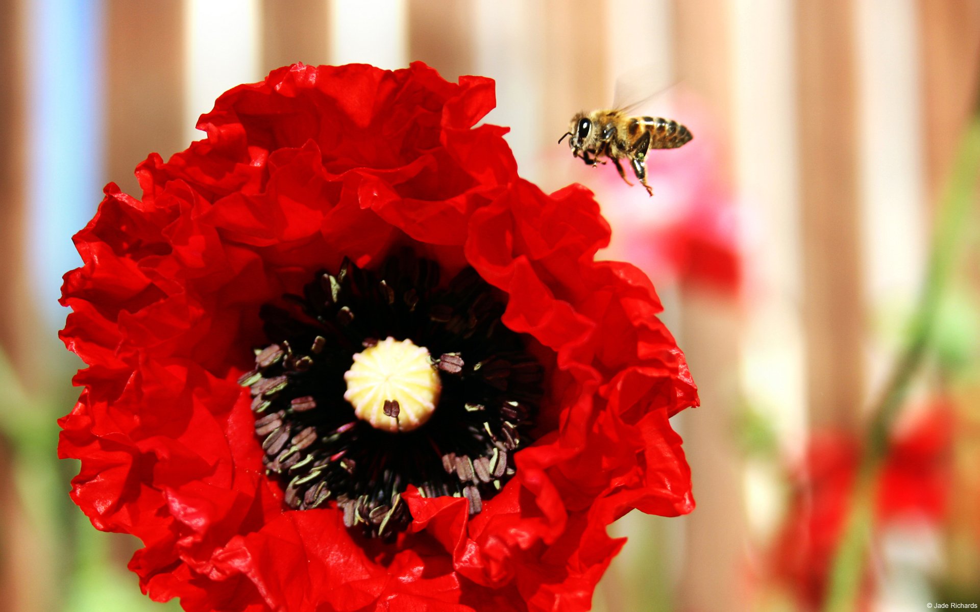 HD nature desktop wallpaper featuring a vibrant red poppy flower with a bee hovering nearby against a softly blurred background.