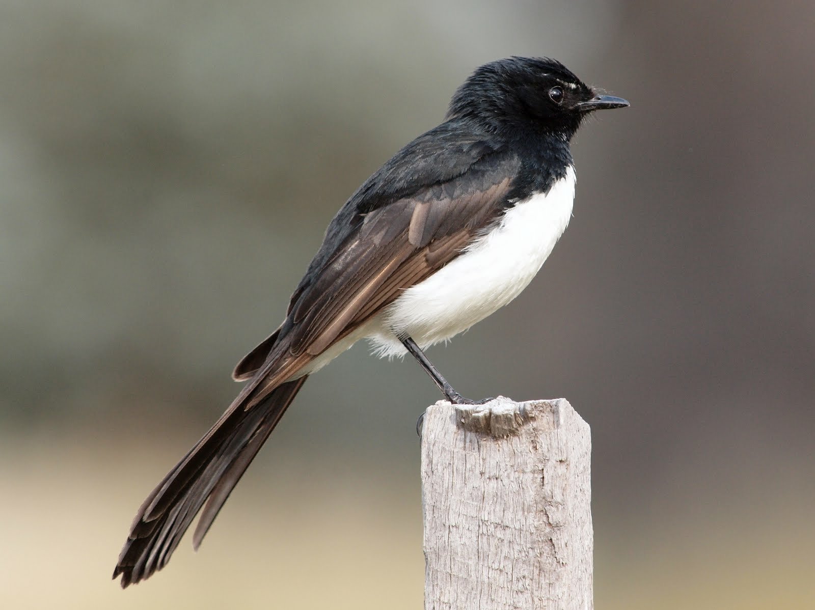 HD desktop wallpaper featuring a close-up of a Willie-wagtail bird perched on a wooden post against a blurred natural background.