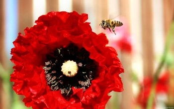 0 Poppy Hd Wallpapers Background Images 0 Poppy Hd Wallpapers Background Images