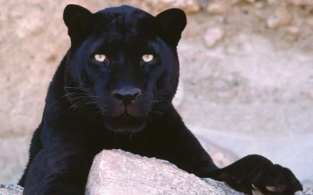 HD desktop wallpaper featuring a striking black panther with piercing eyes, resting on a rock with a blurred natural background.