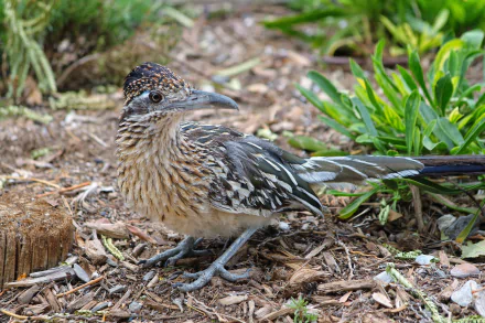 Close-up of a roadrunner bird standing on the ground surrounded by plants, captured in 4K Ultra HD for a PC desktop wallpaper.