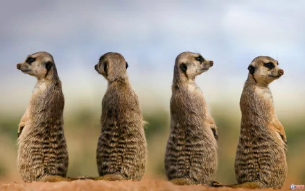 HD desktop wallpaper featuring four meerkats standing upright on sandy ground against a soft, blurred sky background.