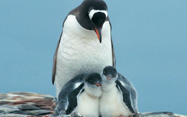 Animal Penguin Birds Penguins Bird HD Wallpaper | Background Image