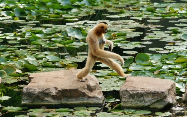 Animal Monkey Monkeys HD Wallpaper | Background Image