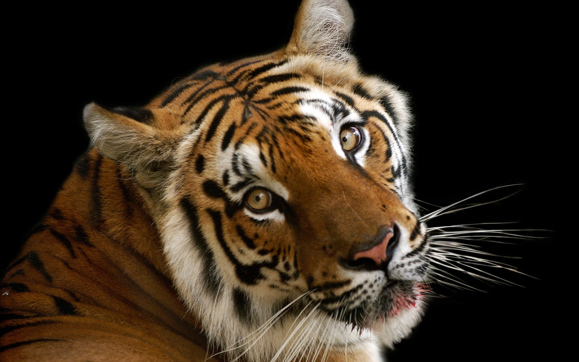 Download Animal Tiger HD Wallpaper