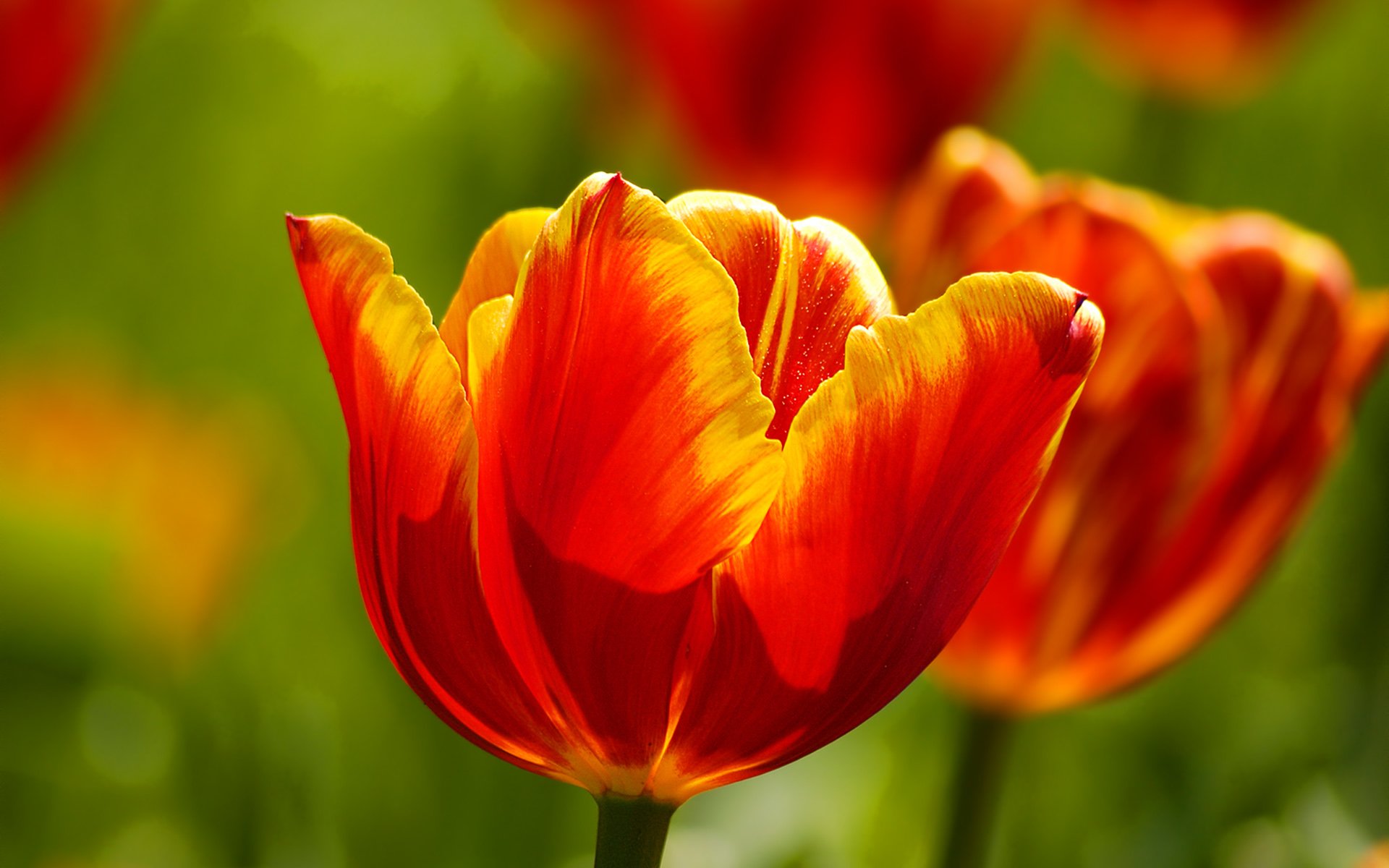 Download Nature Tulip HD Wallpaper