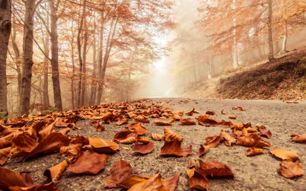 HD wallpaper of a road winding through a foggy autumn forest, covered with fallen leaves.
