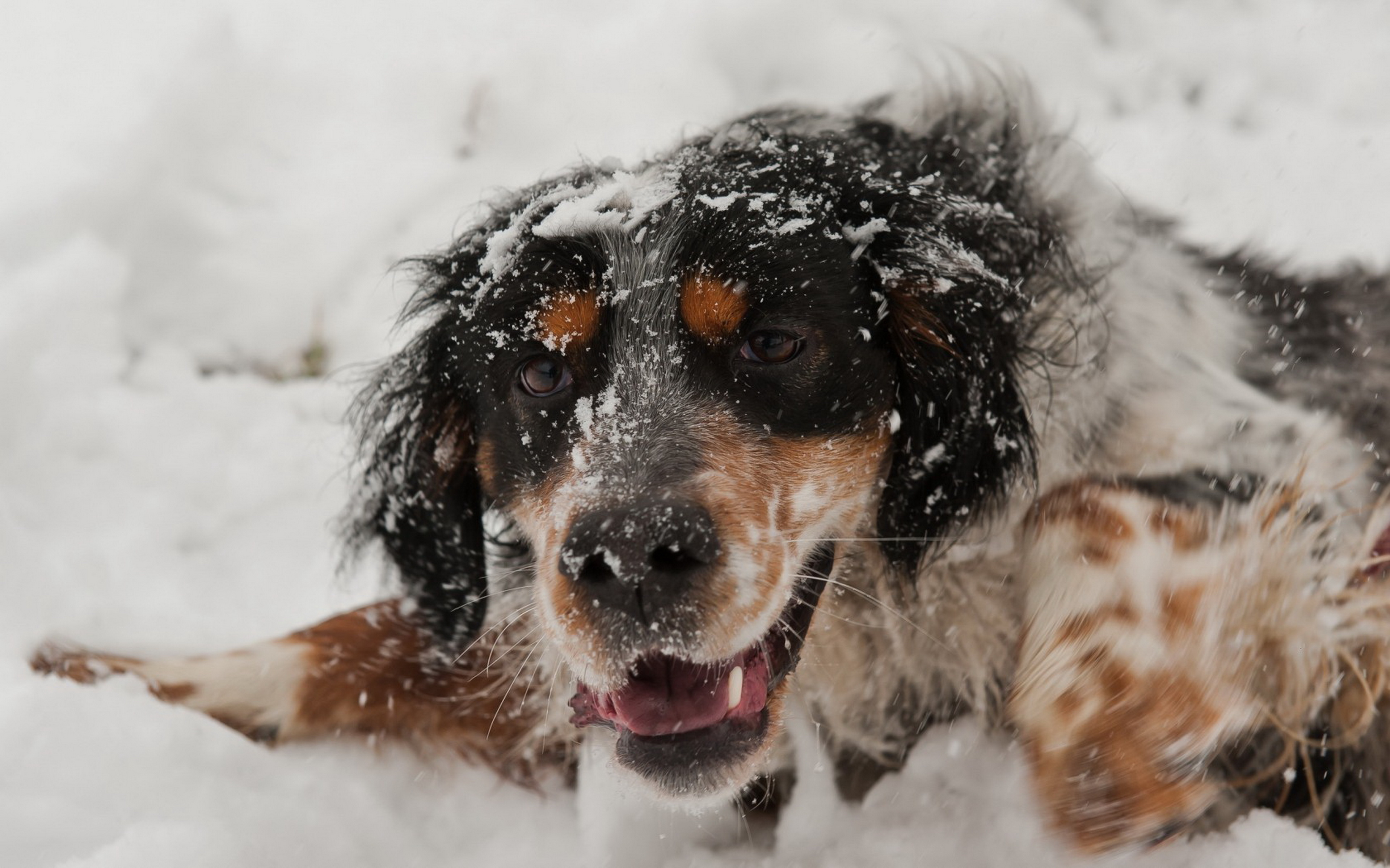 Собака сугроб. Собака в снегу. Собака морда в снегу. Животные радуются снегу. Грустный пёс на снегу.