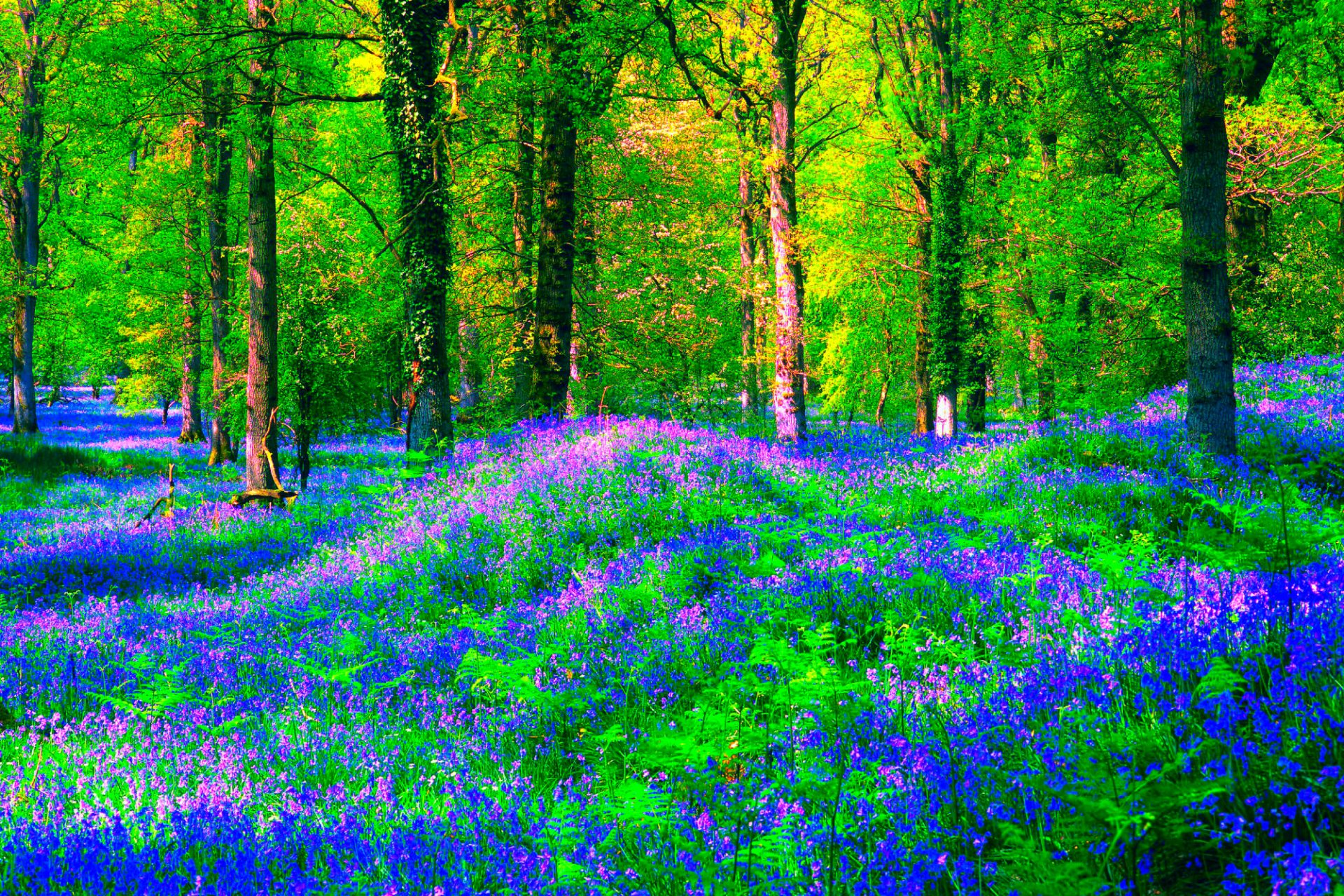 A vibrant forest scene with lush greenery and a carpet of blue flowers, showcasing the beauty of nature. This HD wallpaper captures the serene essence of the woodland landscape.