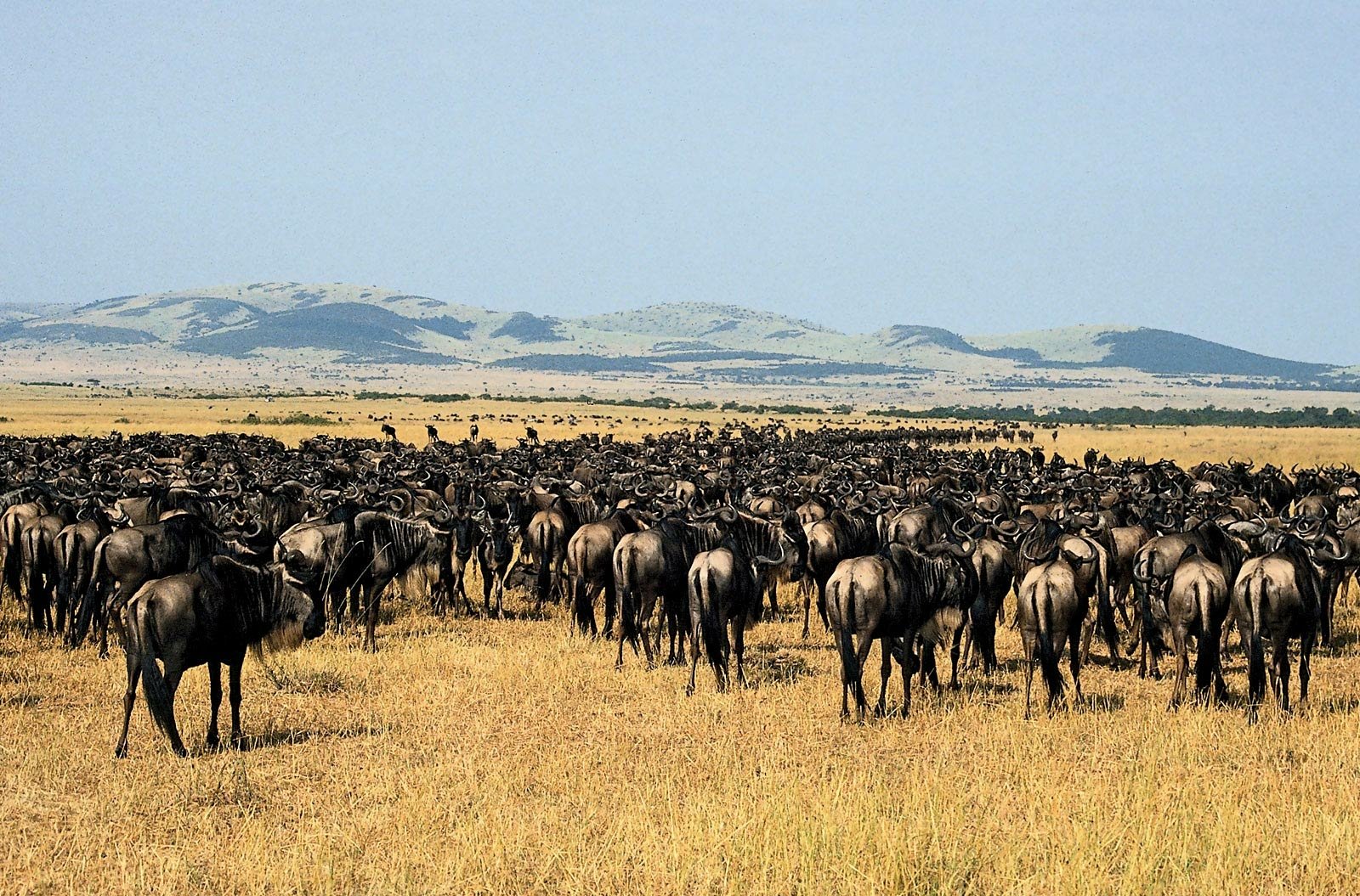 HD PC desktop wallpaper showing a vast herd of wildebeest (gnus) — animals grazing across a golden savanna with distant hills under a pale blue sky.