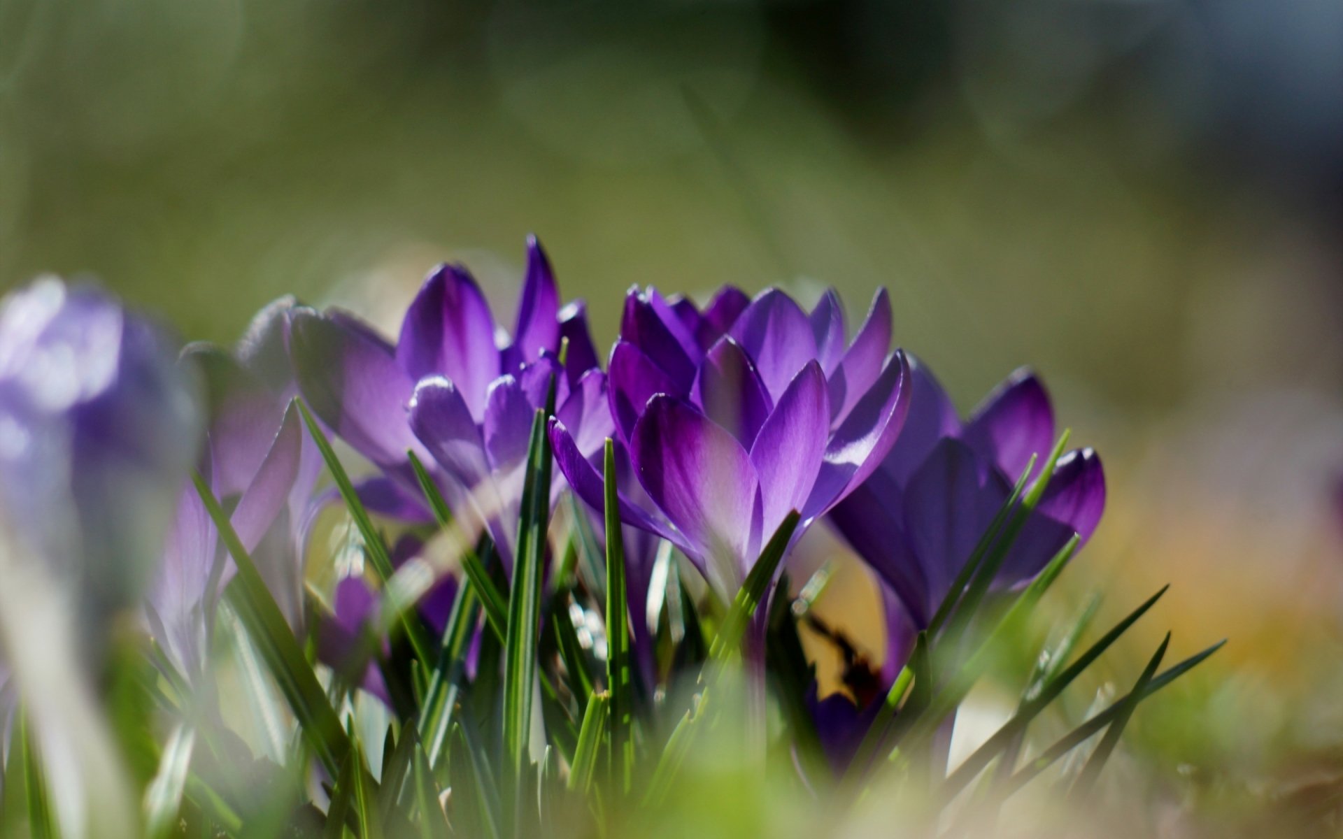 Download Nature Crocus HD Wallpaper