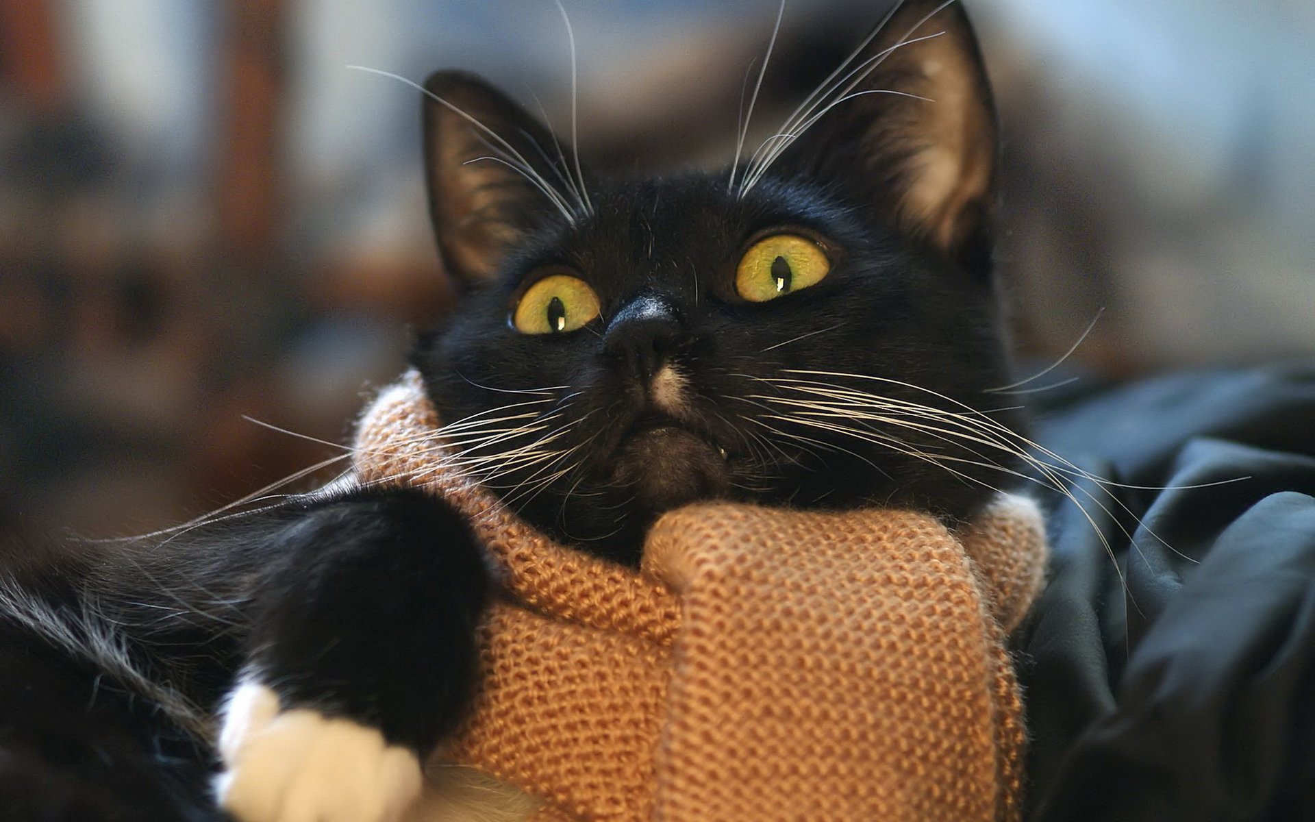 HD desktop wallpaper of a black cat with striking yellow eyes, wrapped in a cozy orange scarf against a softly blurred background.