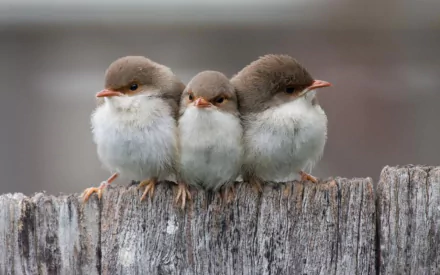 Three fluffy wrens sit closely on a weathered fence post, showcasing their soft feathers and bright beaks. This HD wallpaper beautifully highlights these charming animals.