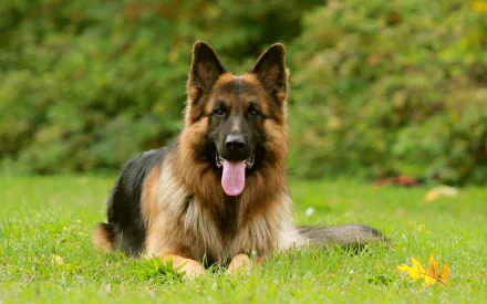 A German Shepherd lies on green grass with a blurred, leafy background. This HD image is a desktop wallpaper and background.