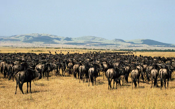 HD PC desktop wallpaper showing a vast herd of wildebeest (gnus) — animals grazing across a golden savanna with distant hills under a pale blue sky.