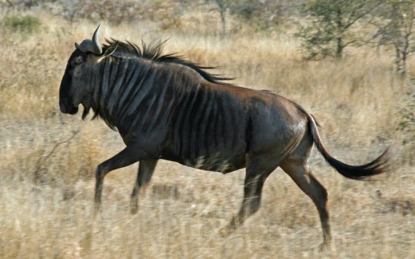 HD PC desktop wallpaper/background of a lone gnu (wildebeest) trotting across dry savanna grasslands.