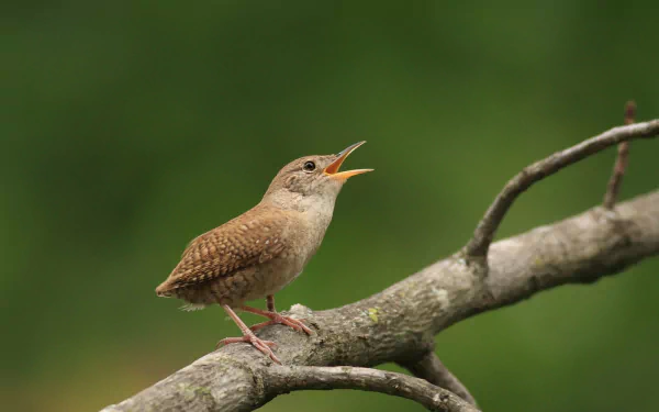 bird Animal wren HD Desktop Wallpaper | Background Image