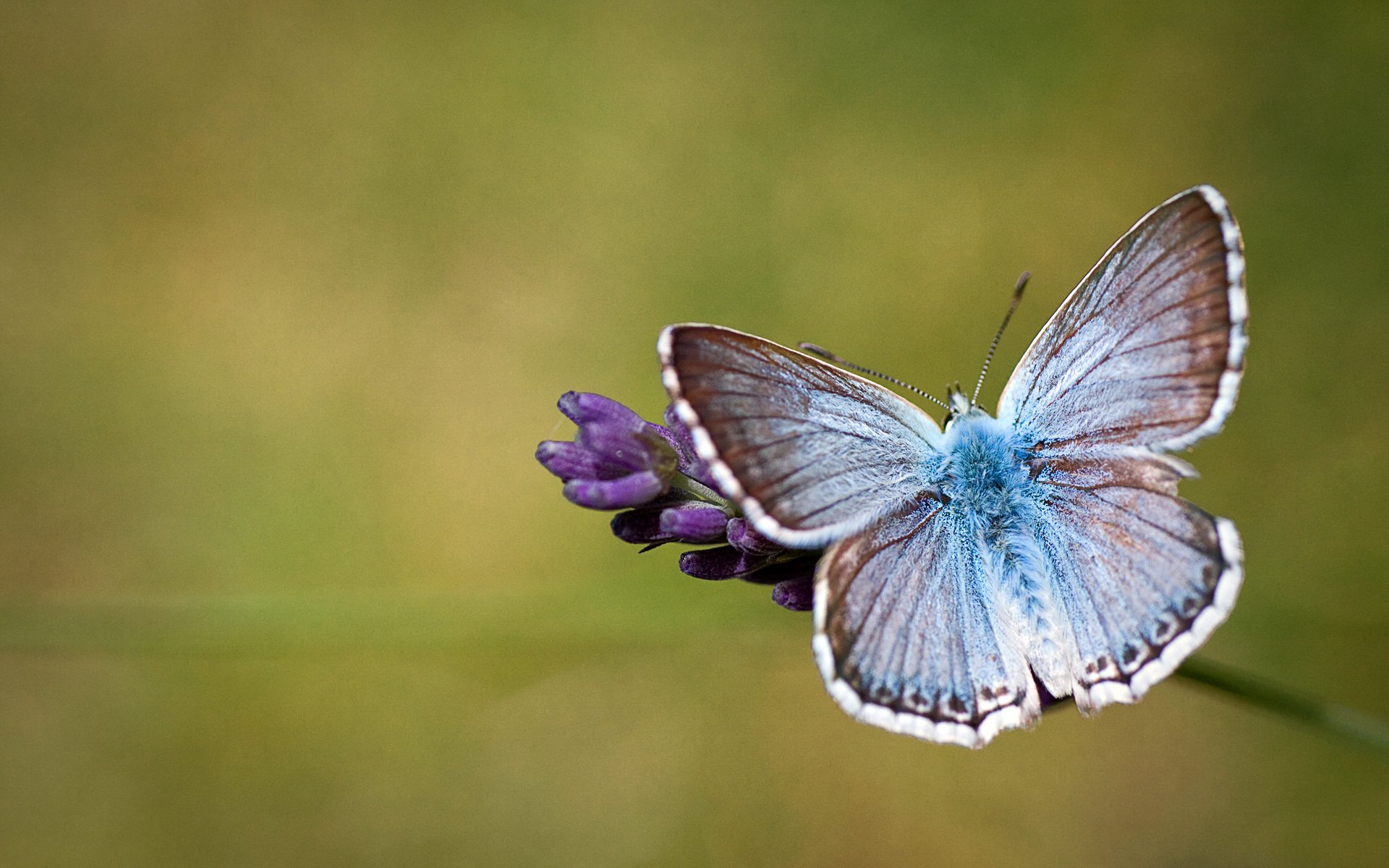 A close-up of a delicate butterfly perched on a purple flower, set against a softly blurred green background, creating a serene HD desktop wallpaper and background.