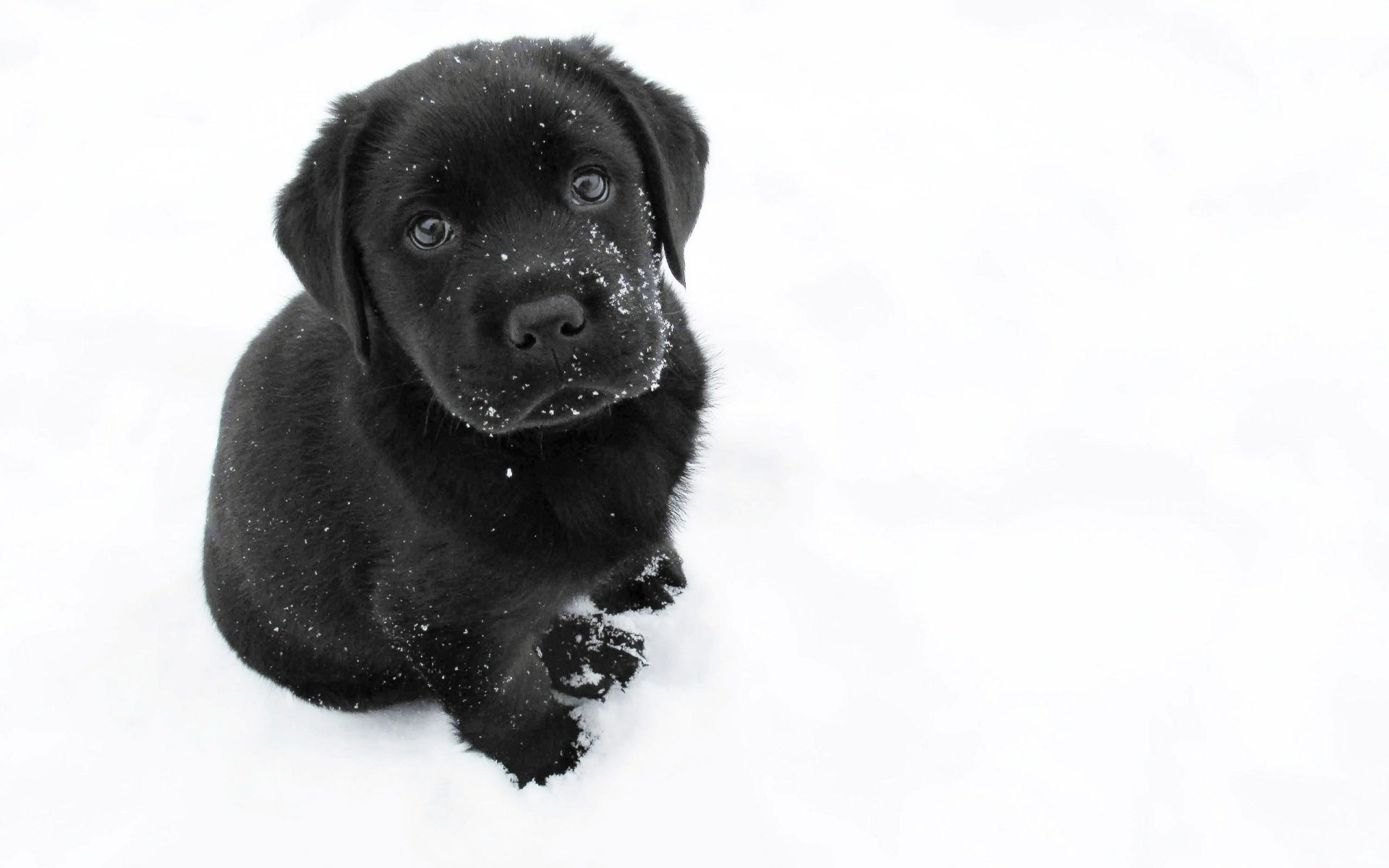 HD desktop wallpaper of a black puppy sitting in the snow, looking up with curious eyes against a white snowy background.