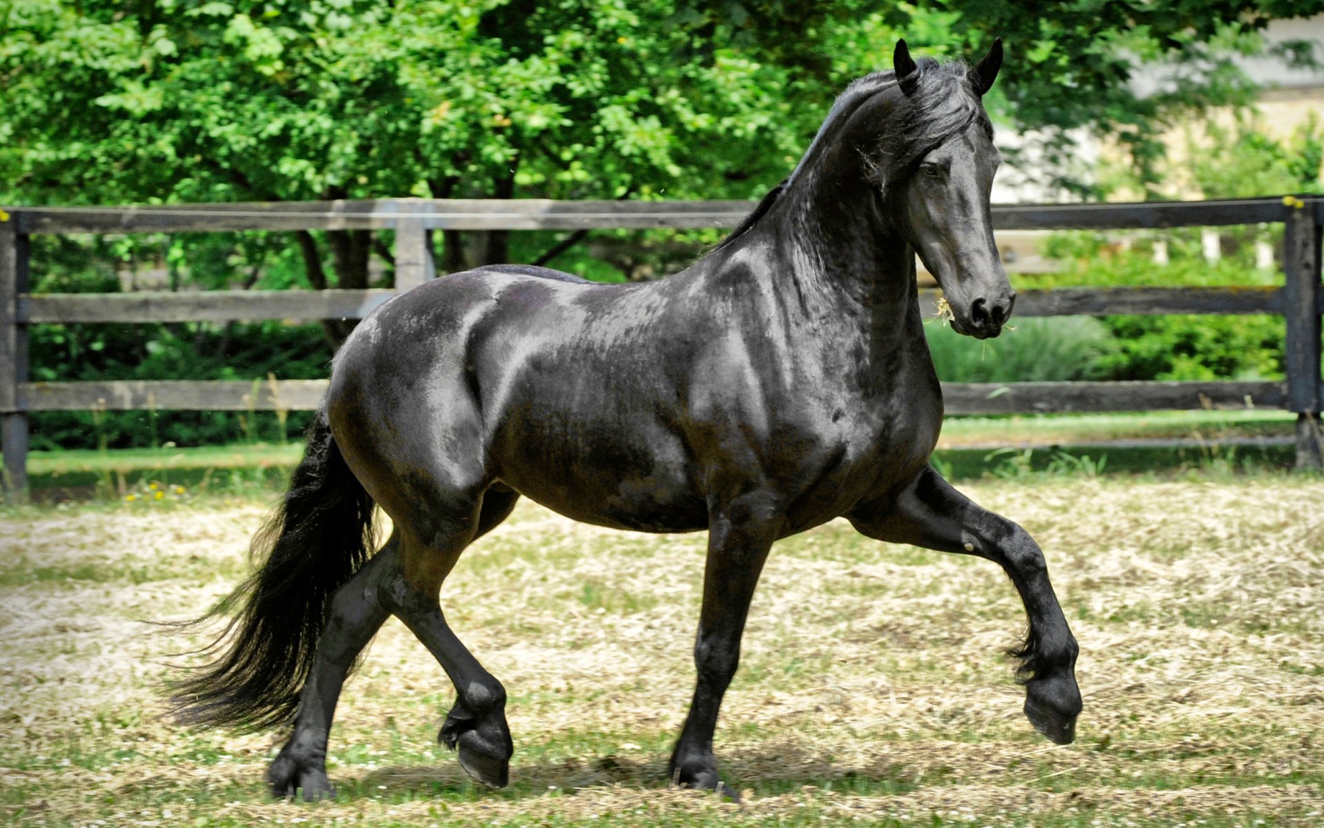 A striking black horse gracefully trots across a grassy area, framed by a rustic wooden fence and lush greenery, making a stunning HD desktop wallpaper.