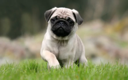 HD desktop wallpaper of a small pug puppy sitting on a grassy field, looking attentively at the camera.