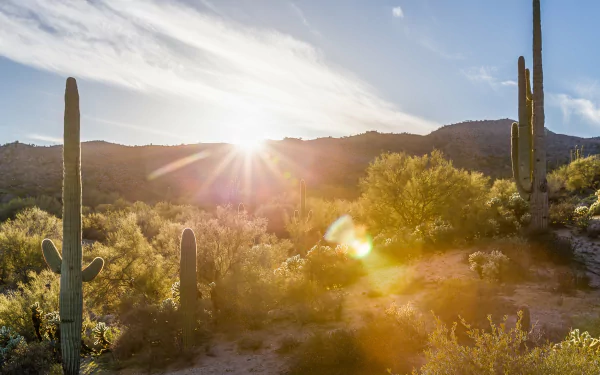 4K Ultra HD PC desktop wallpaper: desert landscape at sunrise, saguaro cacti and scrub silhouetted against mountains with golden sunlight and lens flare.
