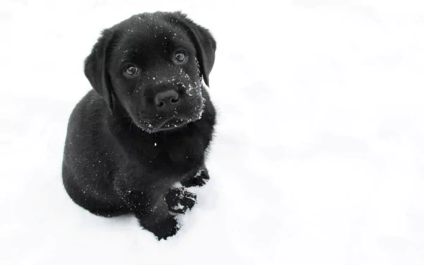 Animal puppy HD Desktop Wallpaper | Background Image