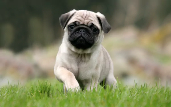 HD desktop wallpaper of a small pug puppy sitting on a grassy field, looking attentively at the camera.