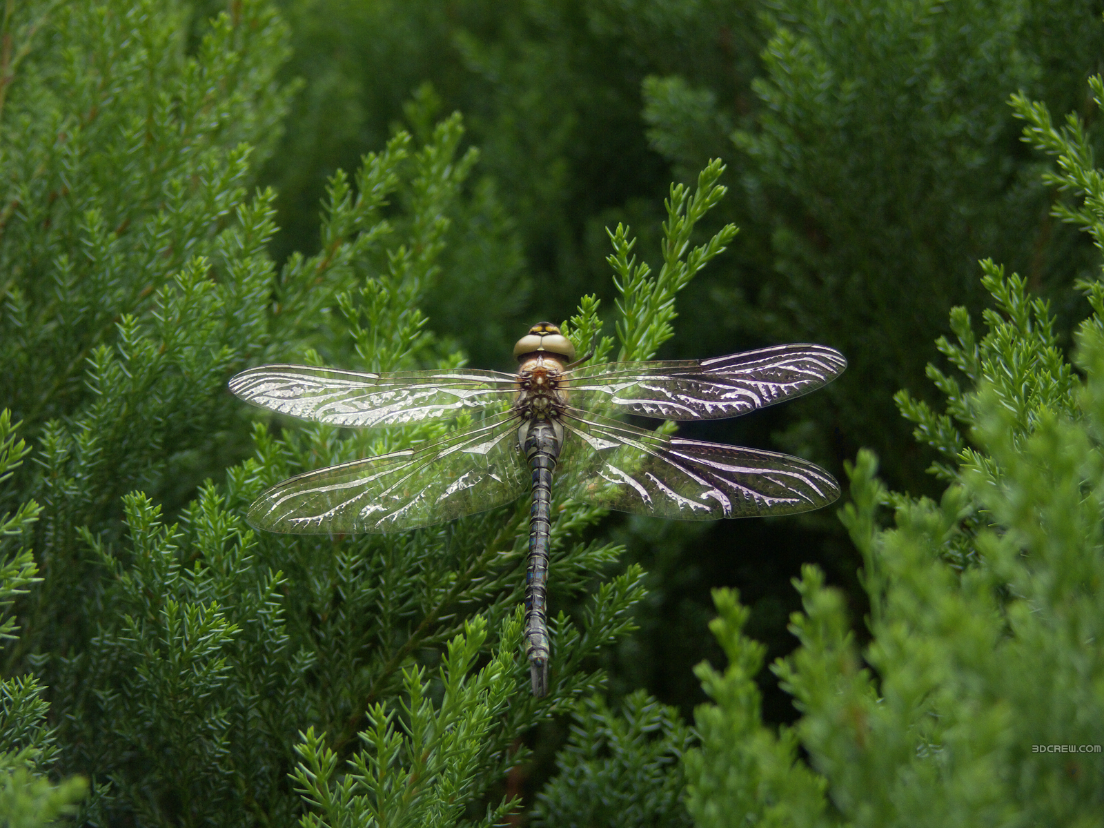 Download Animal Dragonfly Wallpaper