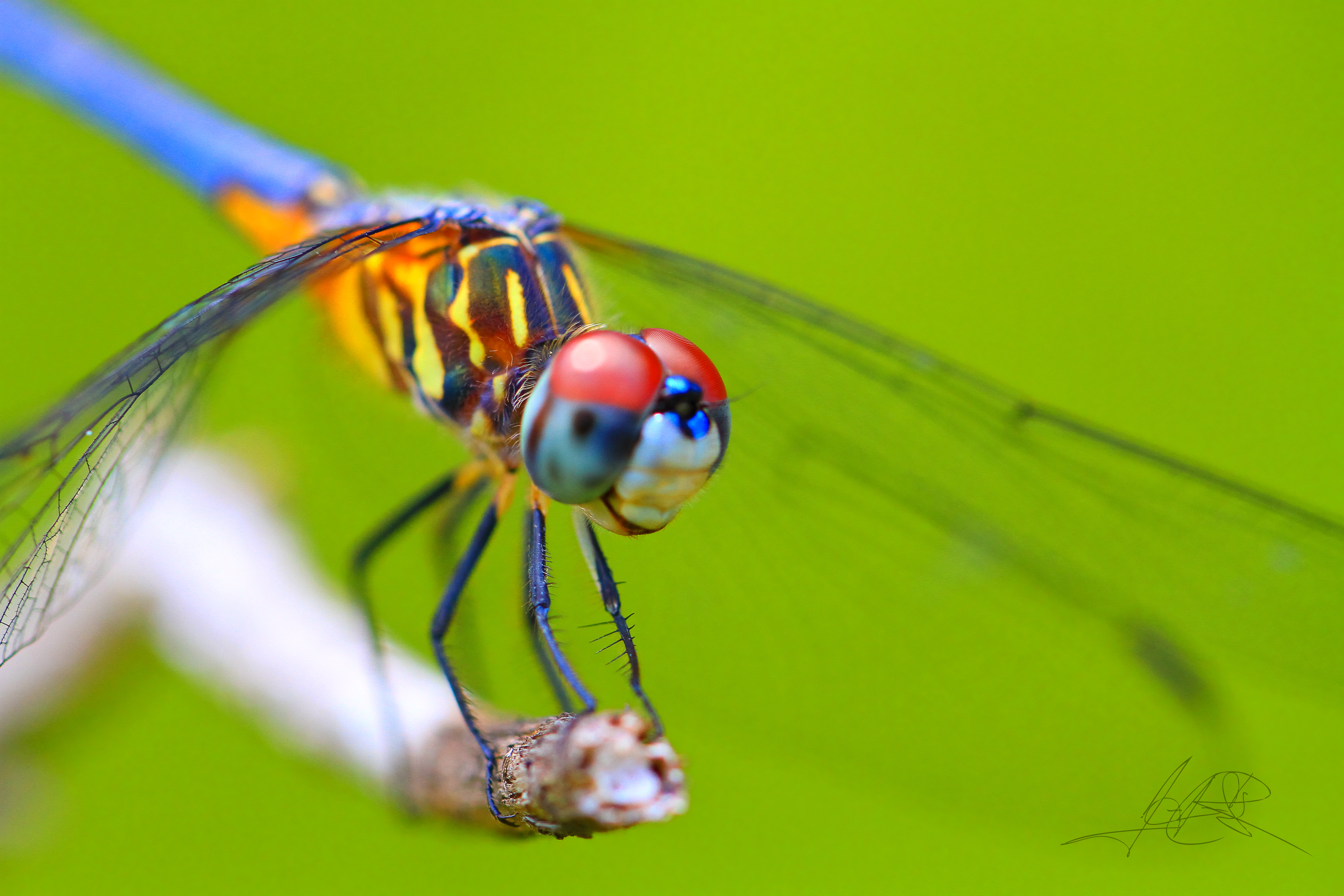 250+ Dragonfly HD Wallpapers and Backgrounds