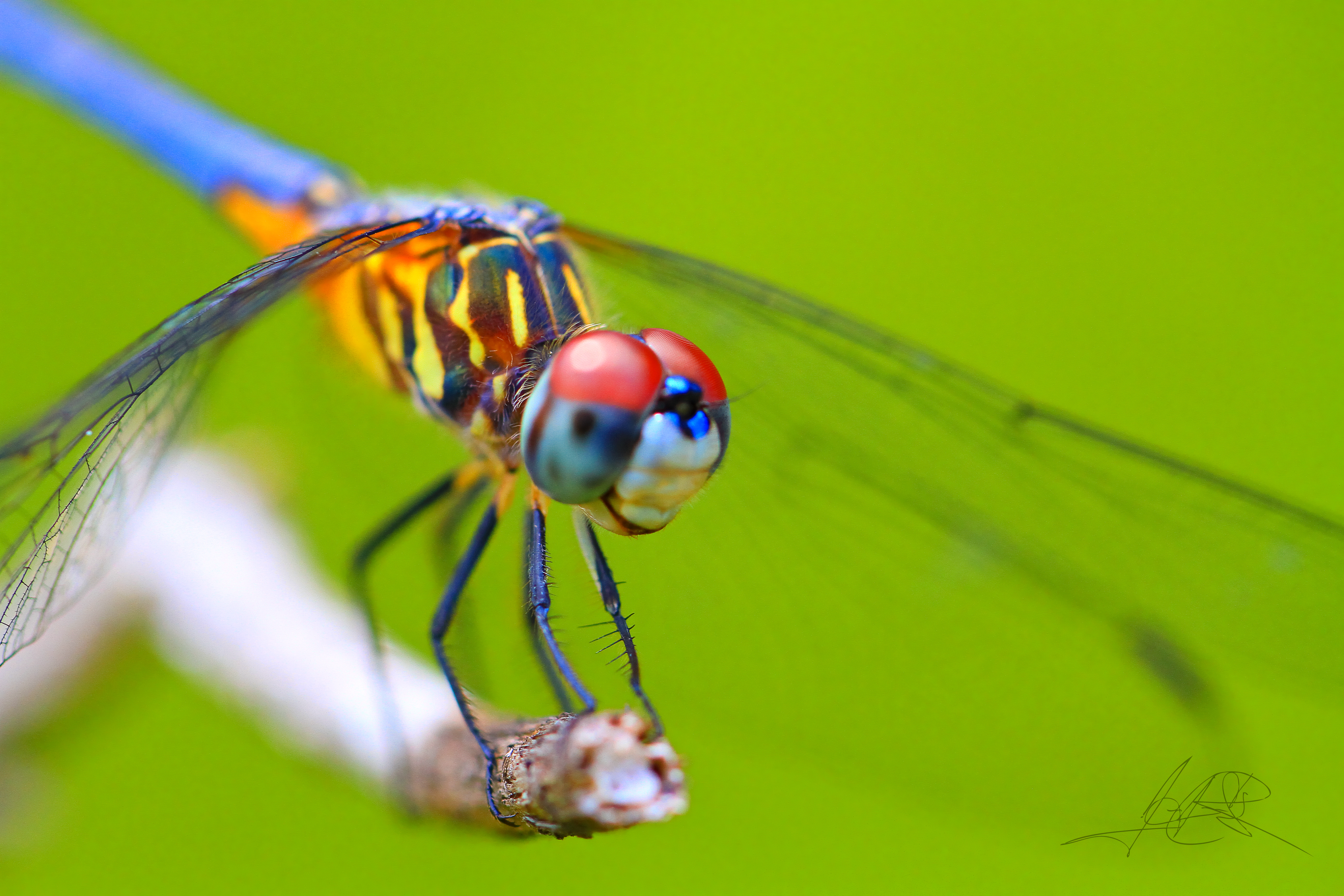 501666 3840x2547 dragonfly 4k cool  Rare Gallery HD Wallpapers