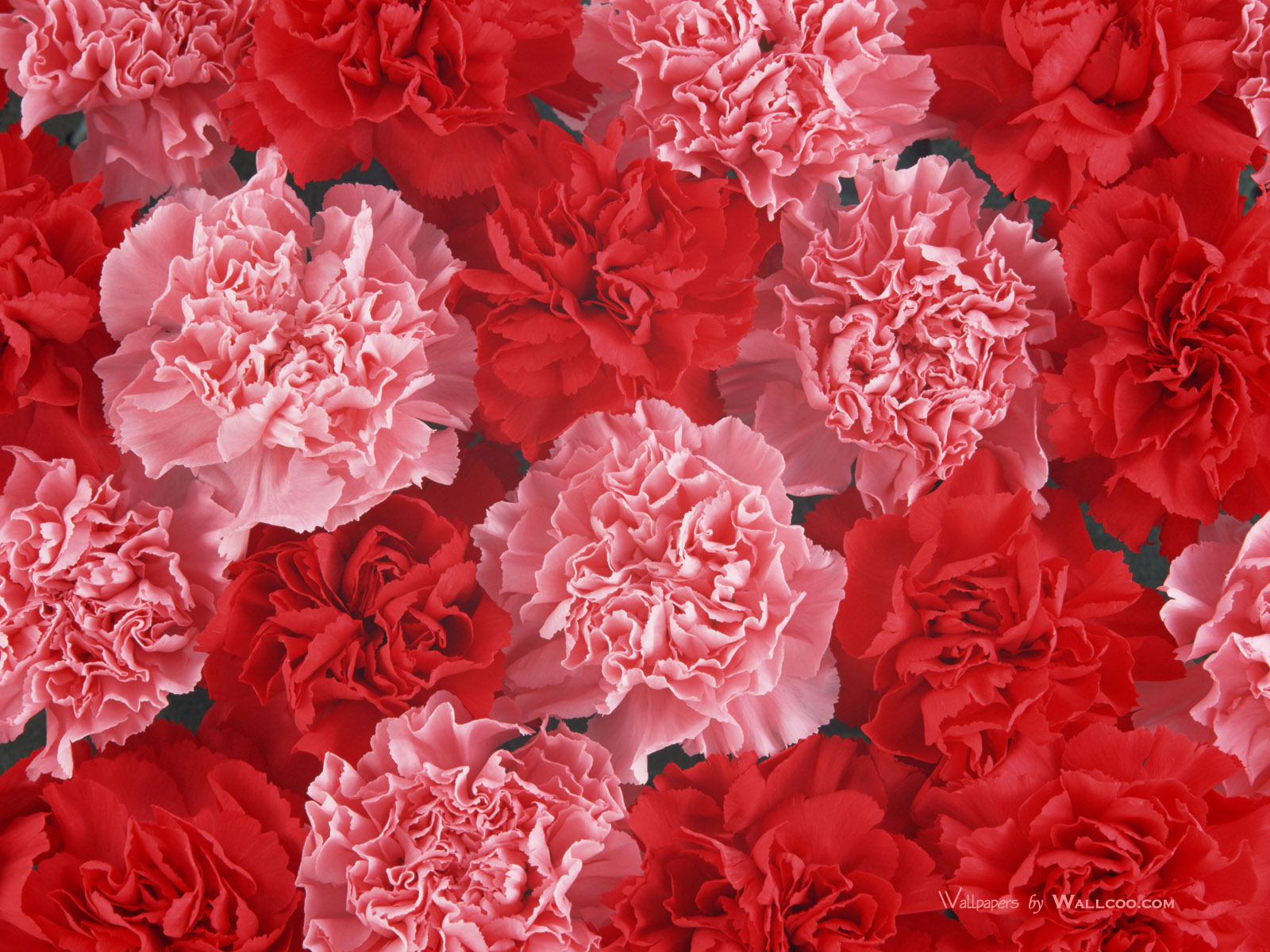 Earth Carnation HD Wallpaper | Background Image