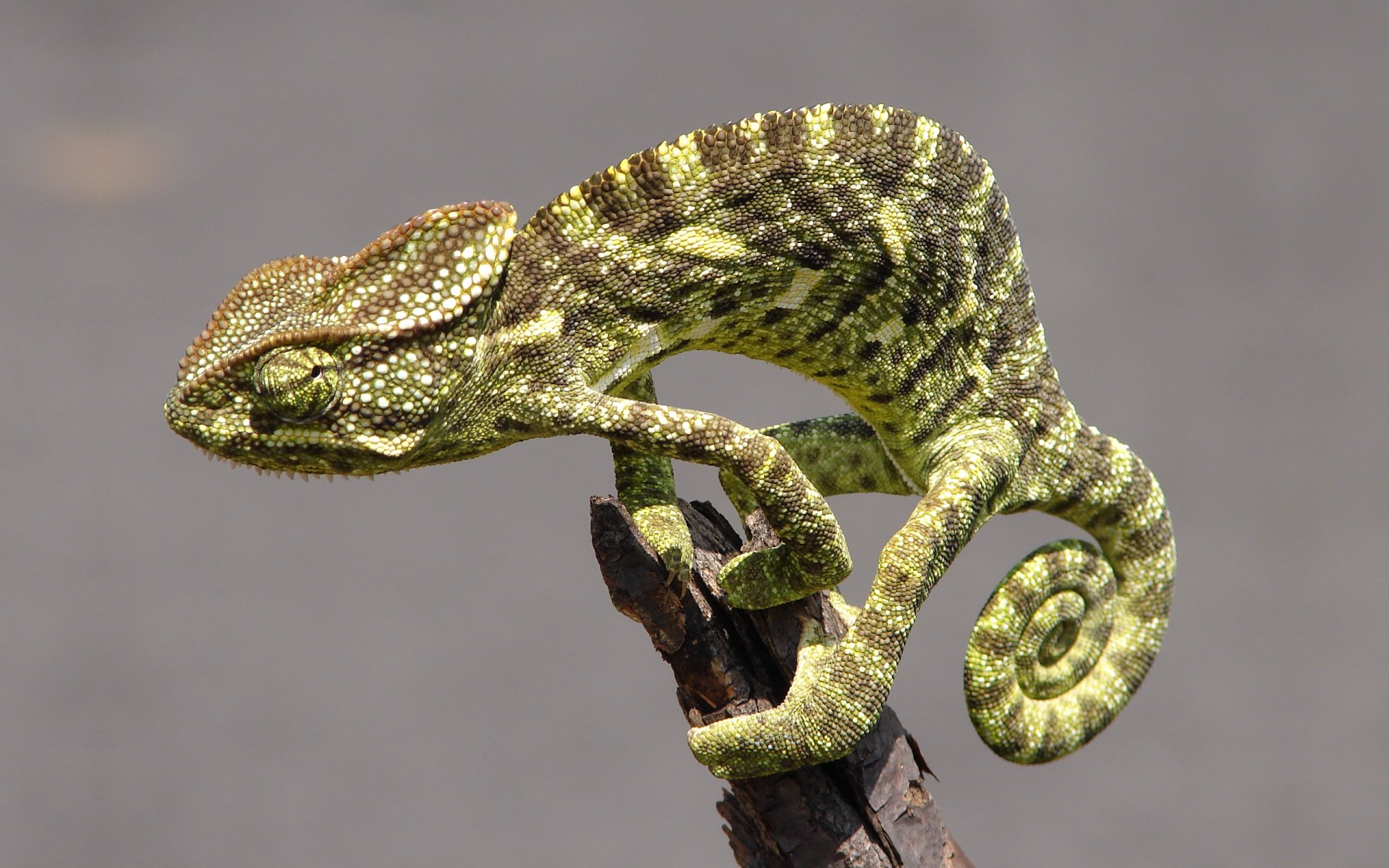 2K Quad HD PC desktop wallpaper and background — close-up of a green-and-brown chameleon coiled on a twig against a soft gray backdrop.
