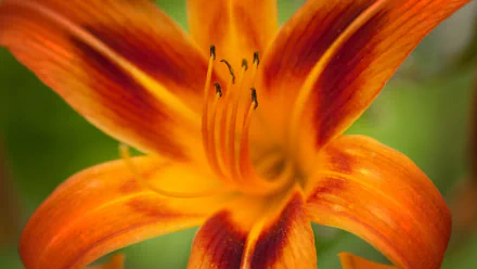 nature lily HD Desktop Wallpaper | Background Image
