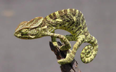 2K Quad HD PC desktop wallpaper and background — close-up of a green-and-brown chameleon coiled on a twig against a soft gray backdrop.