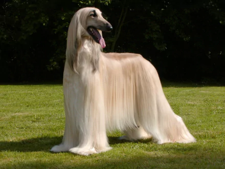 dog Animal afghan hound HD Desktop Wallpaper | Background Image