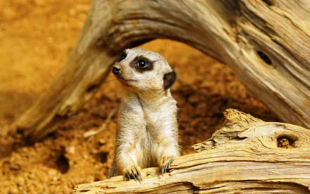 A charming meerkat perched on a wooden log, set against a warm, earthy background, creating a captivating HD PC desktop wallpaper and background.