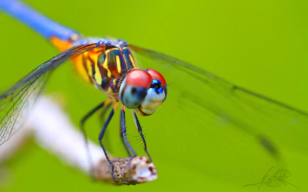 A vibrant dragonfly with striking red eyes and colorful wings rests on a twig, set against a lush green background. This stunning image serves as a captivating 4K Ultra HD wallpaper.